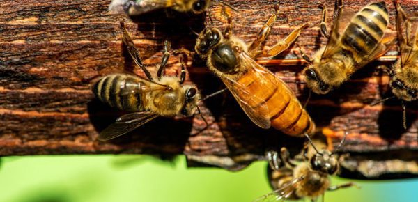 شبکه مانع ملکه میله ای پلاستیکی زنبور عسل آذرپلاستیک