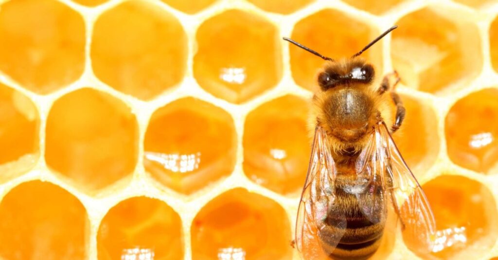 نقش عسل در پزشکی مدرن- درمان با عسل